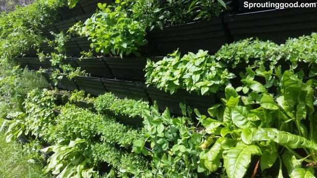sproutinggood wall10