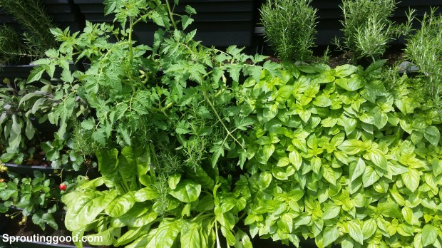 sproutinggood wall11