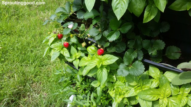 sproutinggood wall12