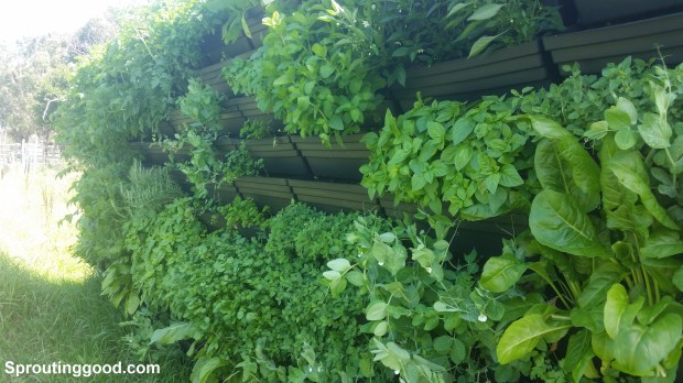 sproutinggood wall14