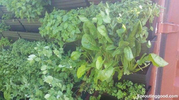 sproutinggood wall15