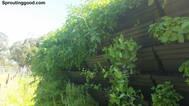 sproutinggood wall16