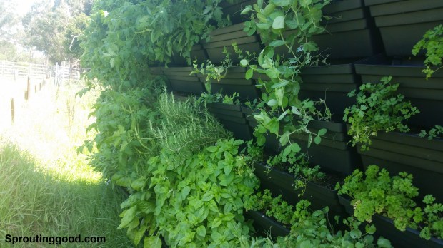 sproutinggood wall17